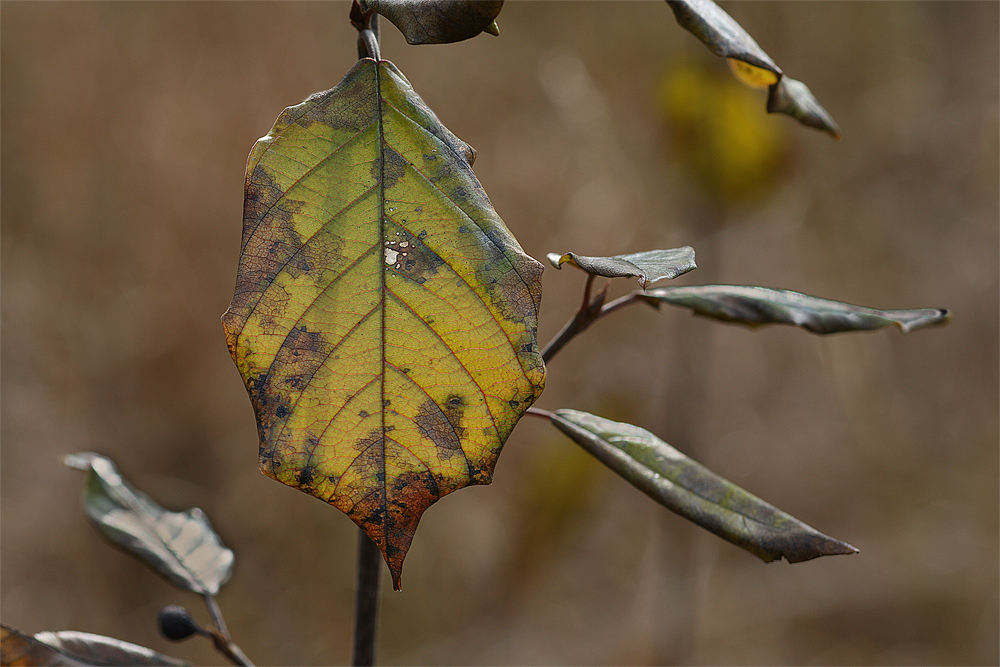 Herbstfarben