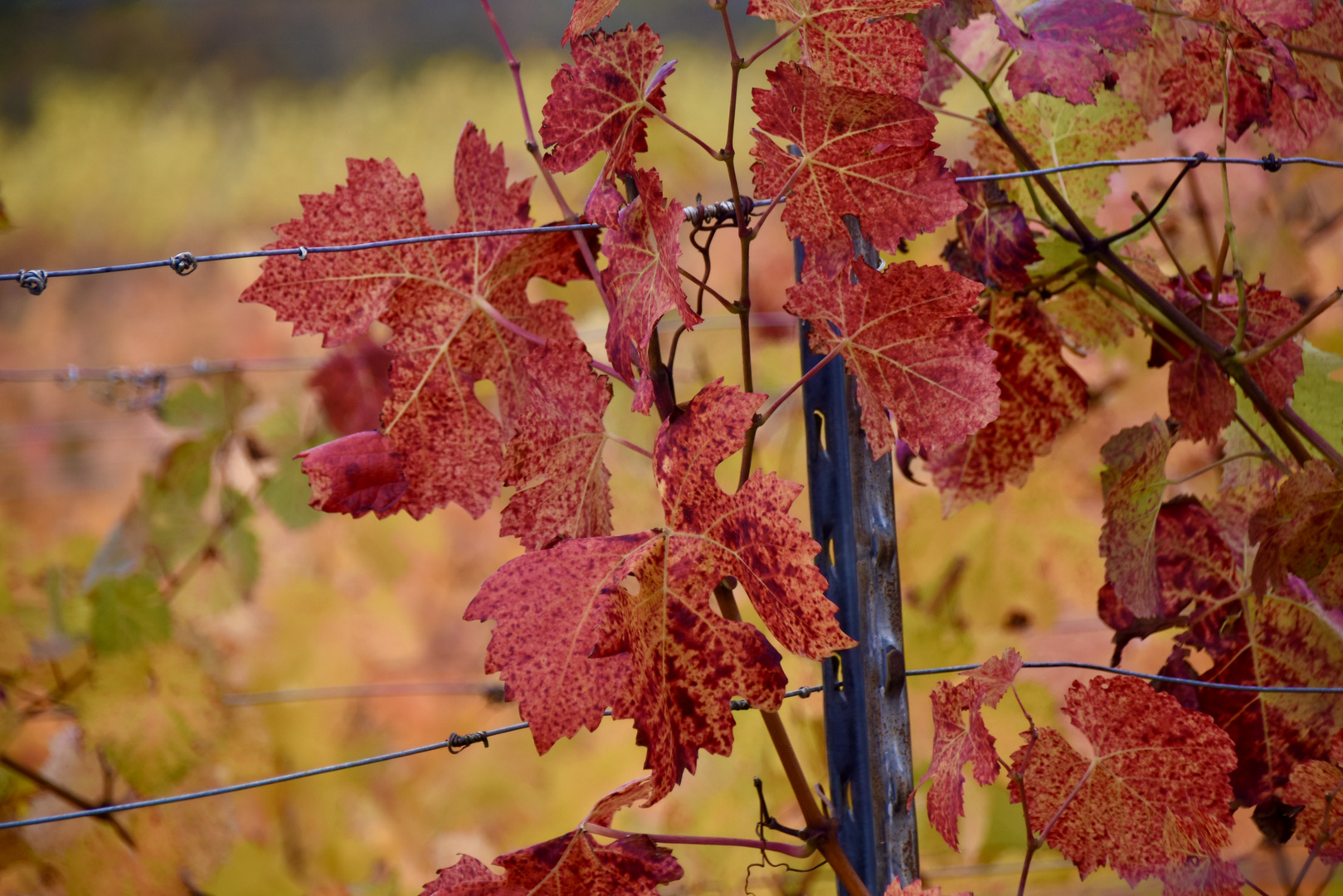 Herbstfarben