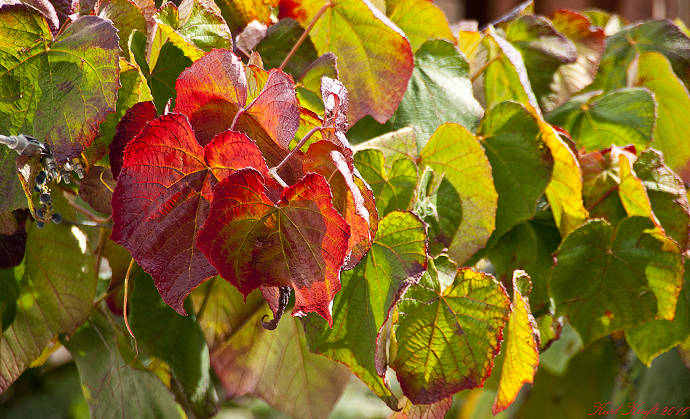 Herbstfarben