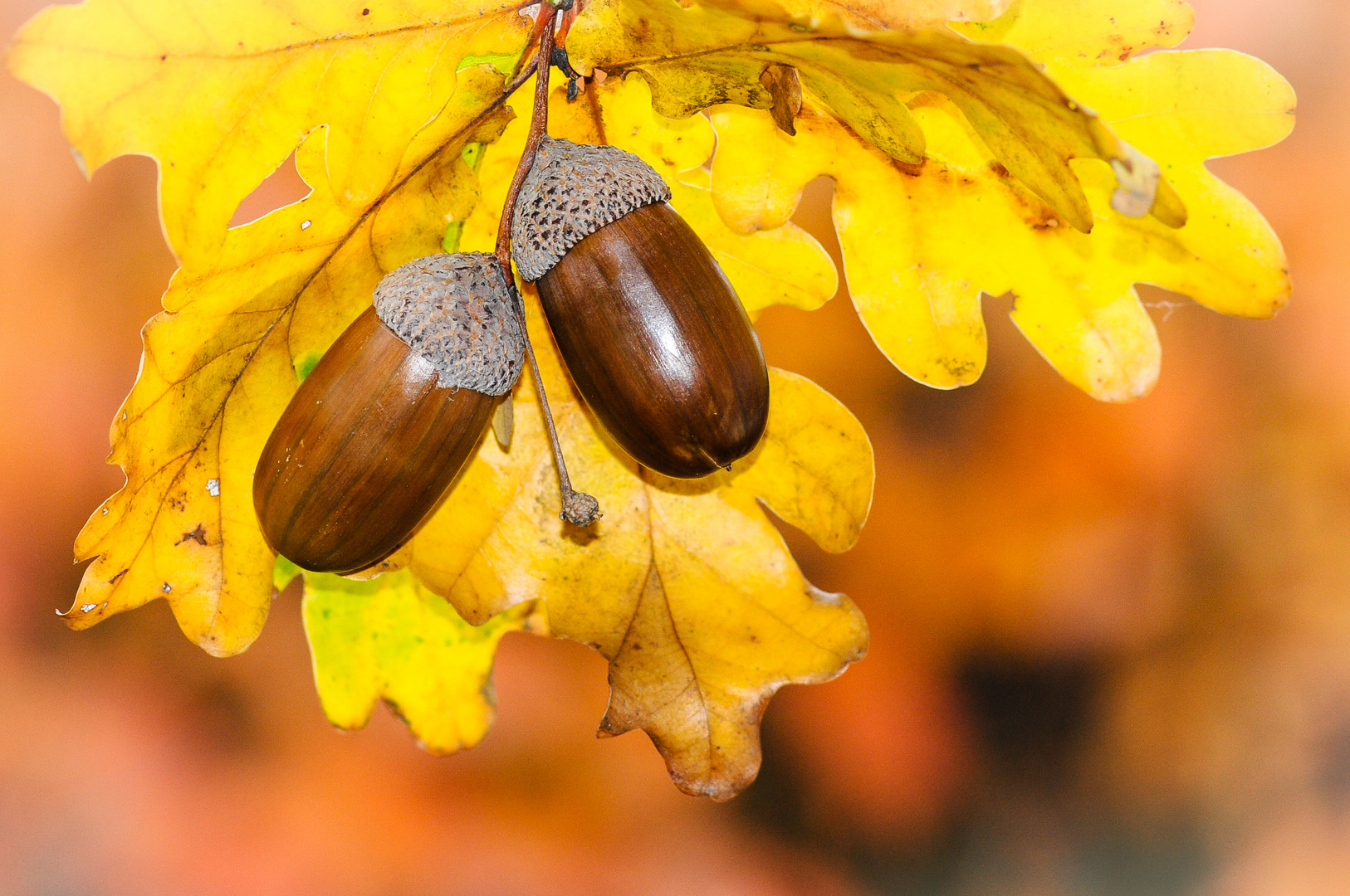 Herbstfarben