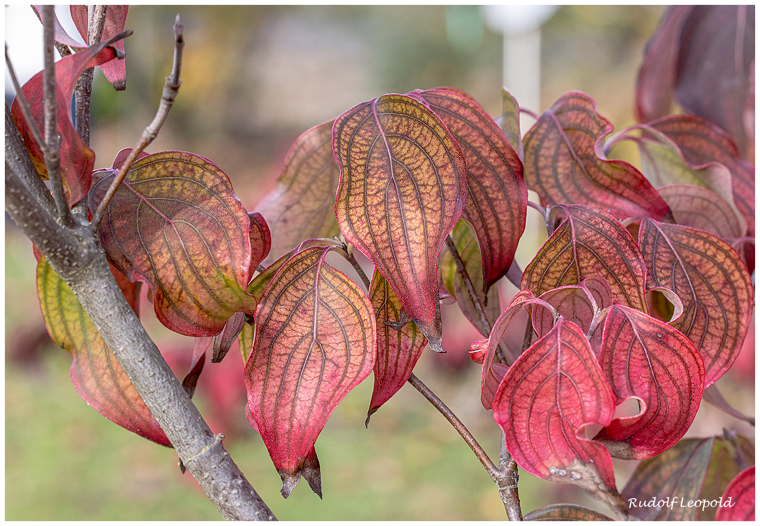 Herbstfarben