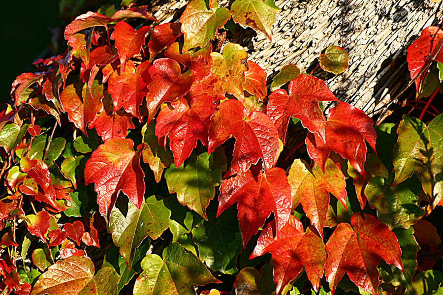 Herbstfarben