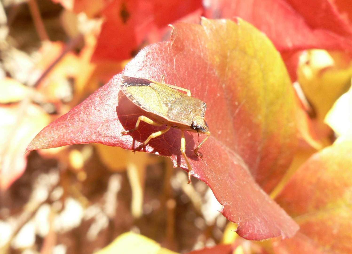 Herbstfarben