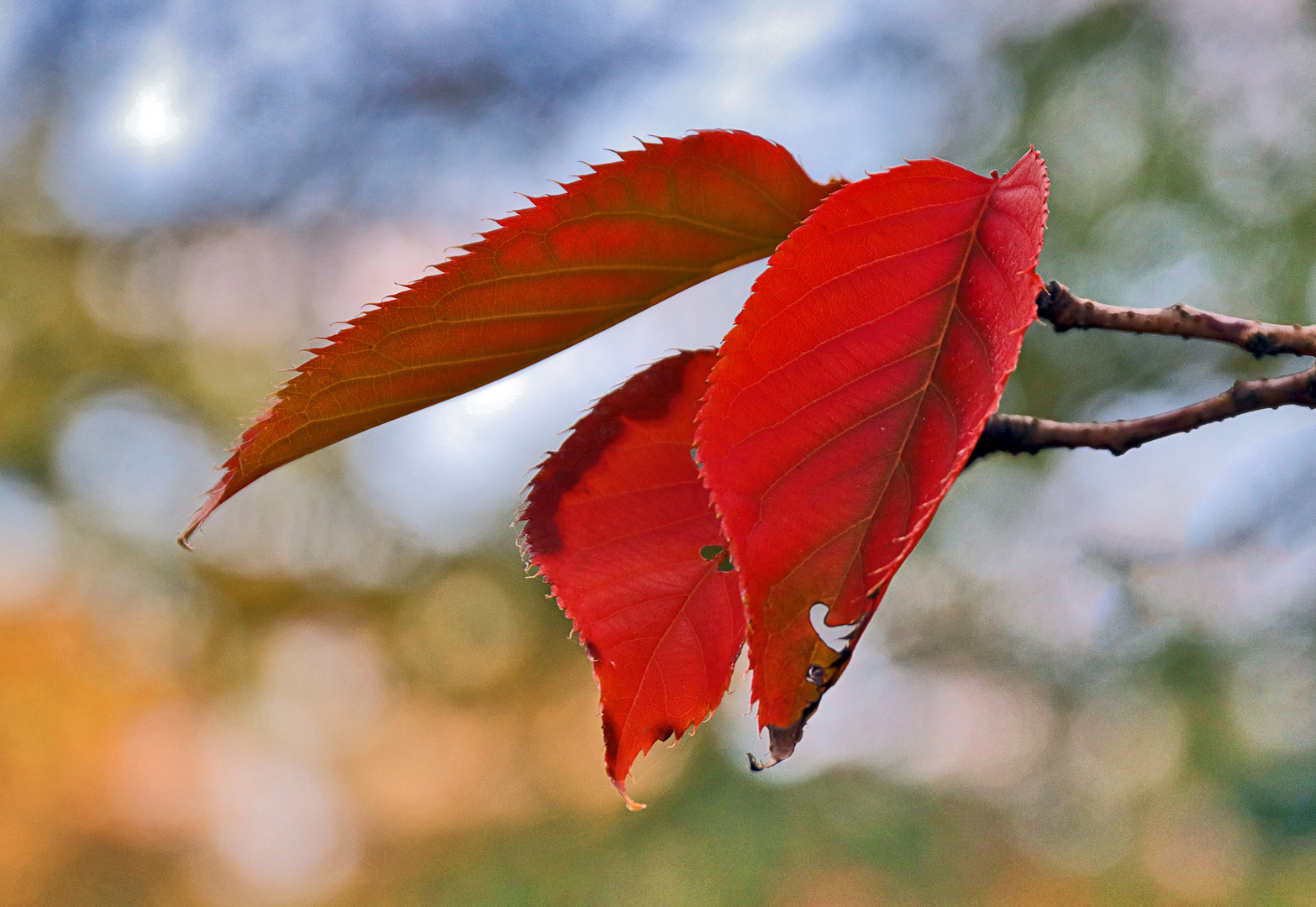 Herbstfarben.......