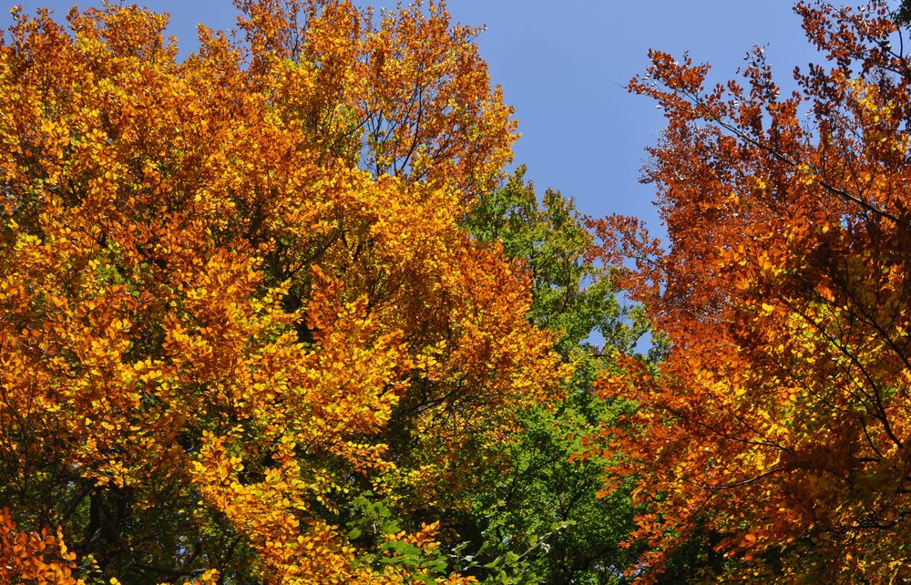 Herbstfarben