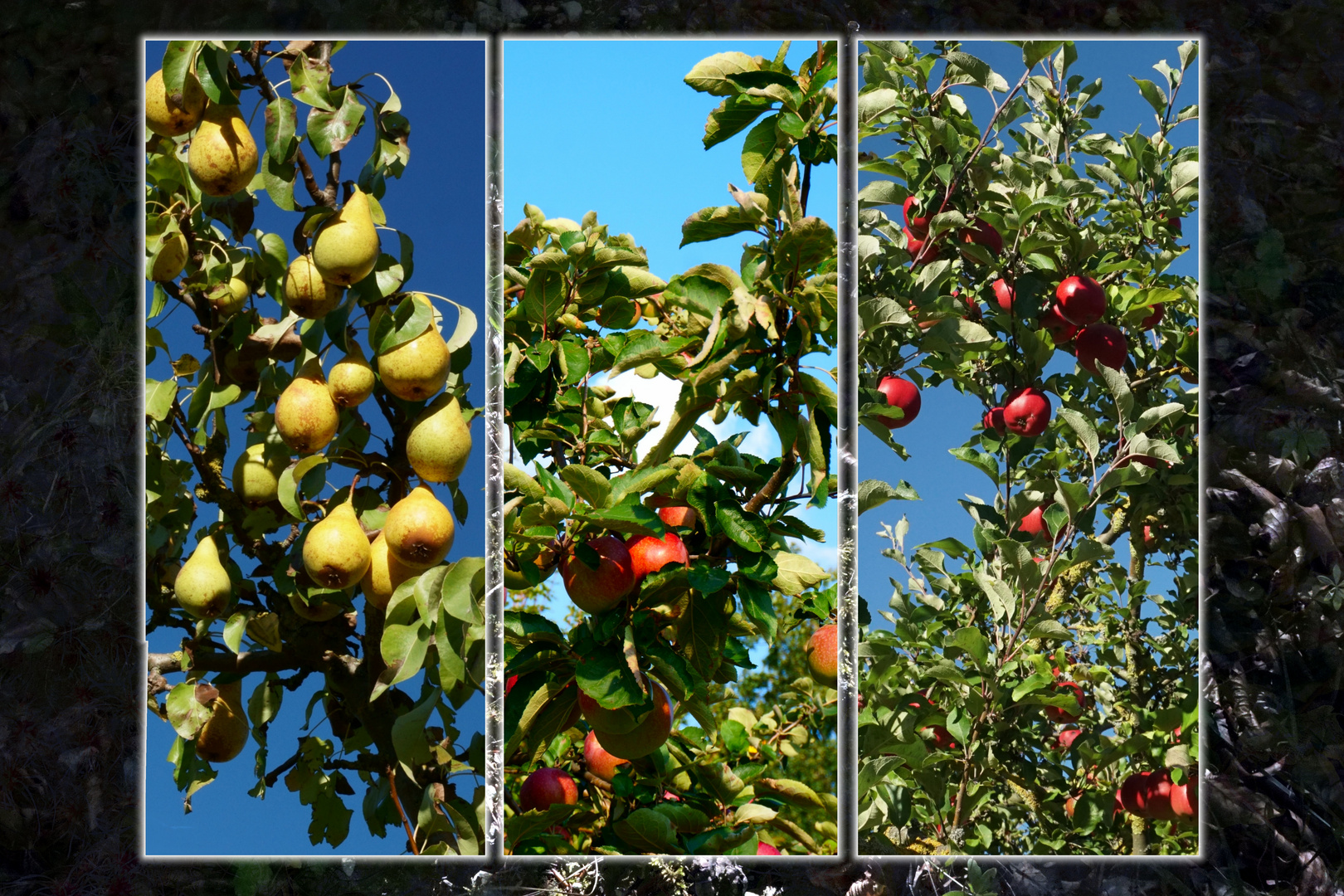 Herbstfarben Äpfel und Birnen