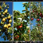 Herbstfarben Äpfel und Birnen