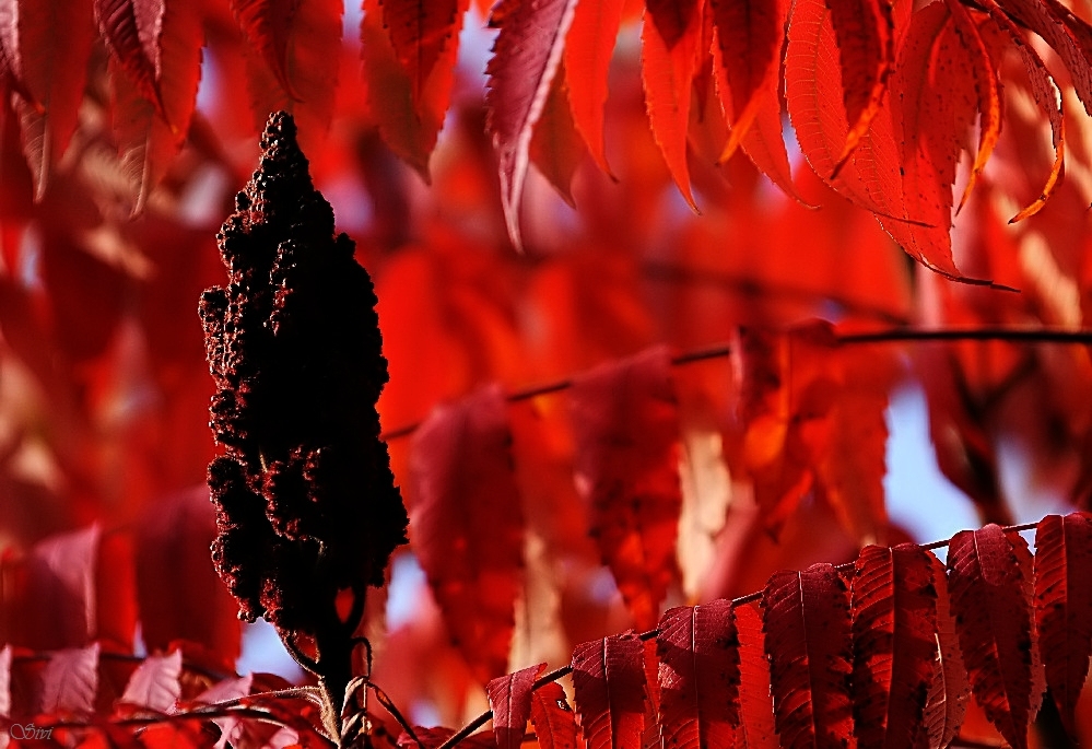 Herbstfarben als das Blatt noch am Baum