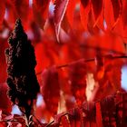 Herbstfarben als das Blatt noch am Baum