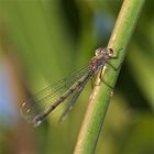 HERBSTFARBEN - altes Weibchen der Gemeinen Weidenjungfer (Chalcolestes viridis)