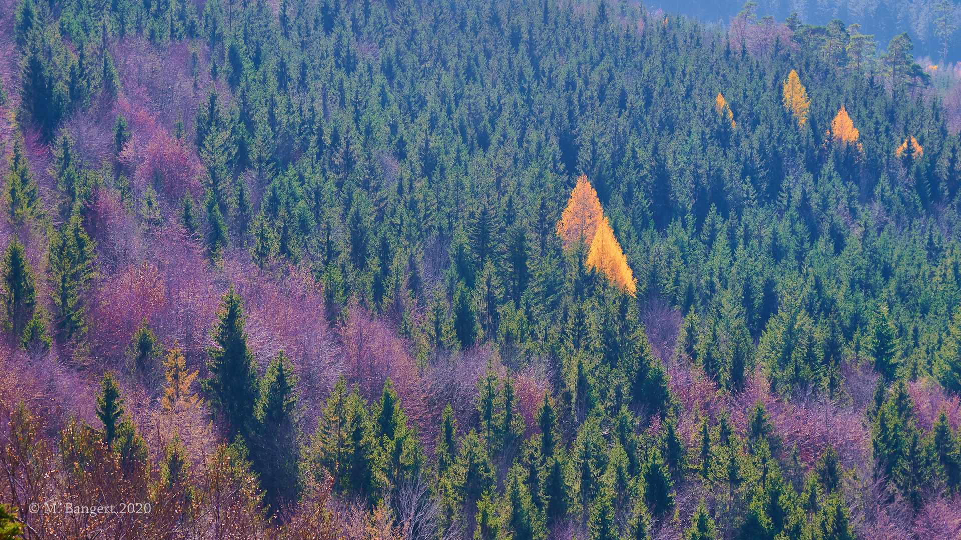 Herbstfarben am Albtrauf