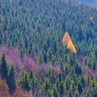 Herbstfarben am Albtrauf