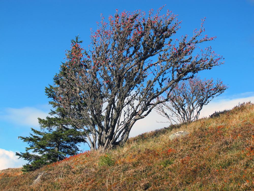 Herbstfarben am Belchen (Schwarzwald)