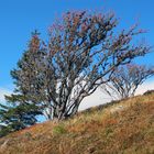 Herbstfarben am Belchen (Schwarzwald)