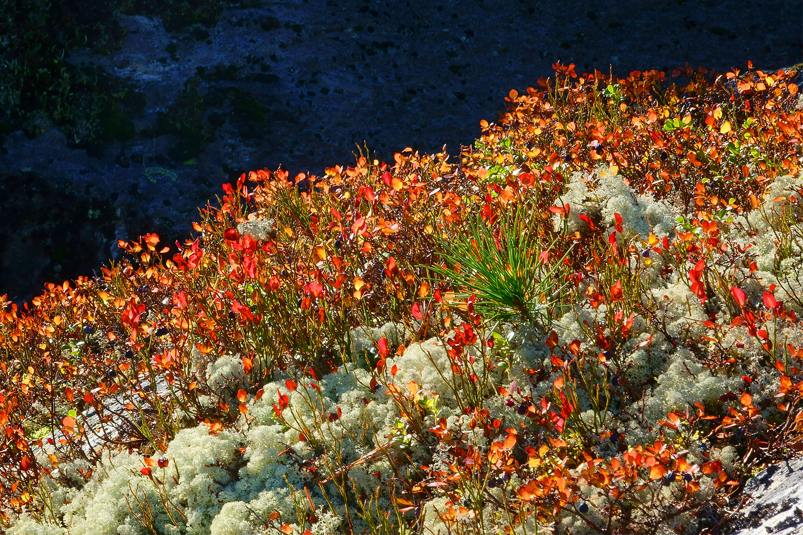 Herbstfarben am Berg