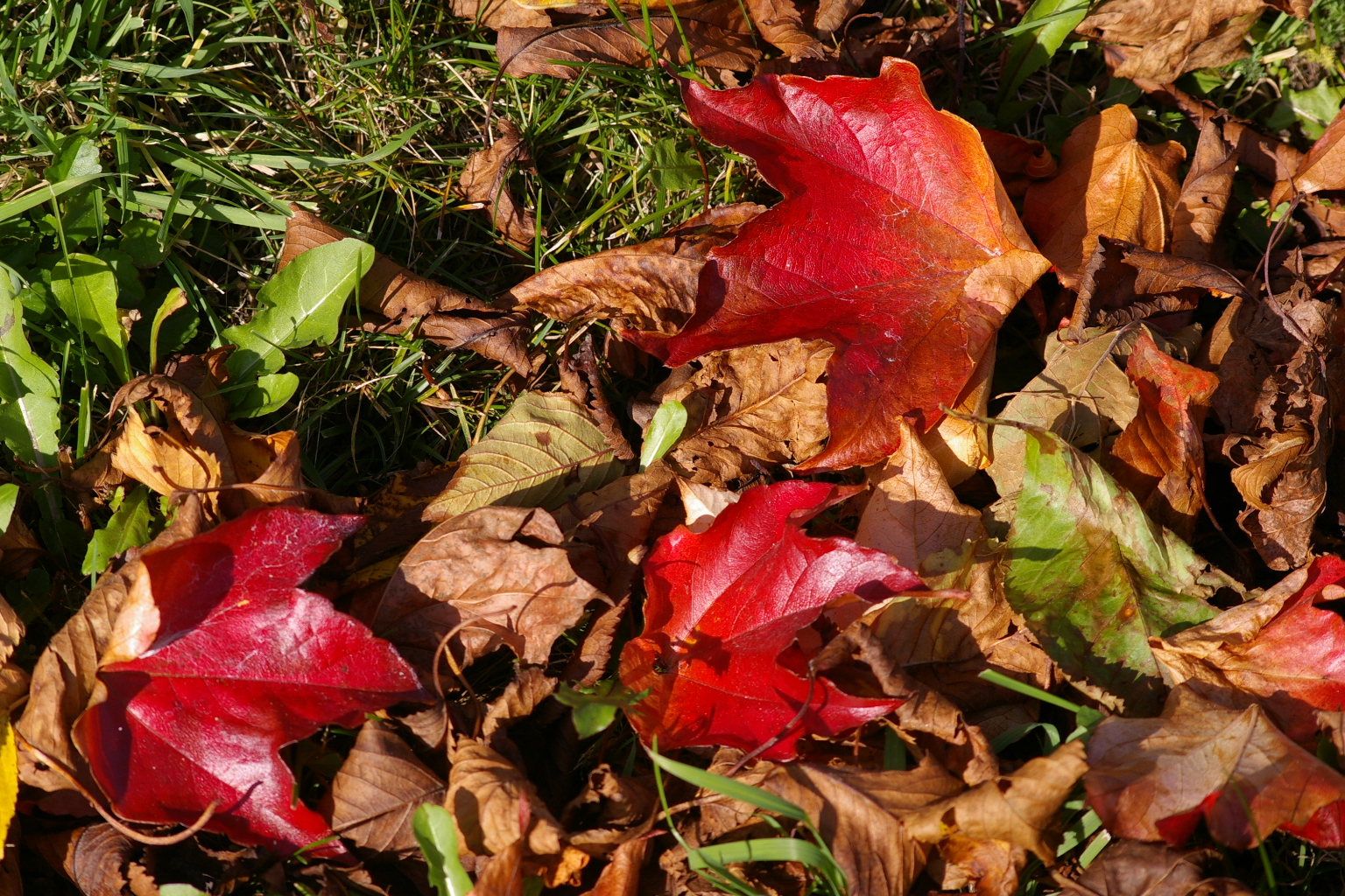 Herbstfarben am Boden