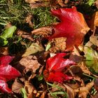 Herbstfarben am Boden