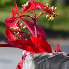 Herbstfarben am Gartenzaun!