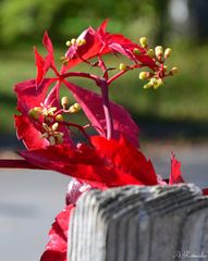 Herbstfarben am Gartenzaun!