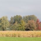 Herbstfarben am Gehrenberg