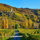 Herbstfarben am Moezel Beilstein