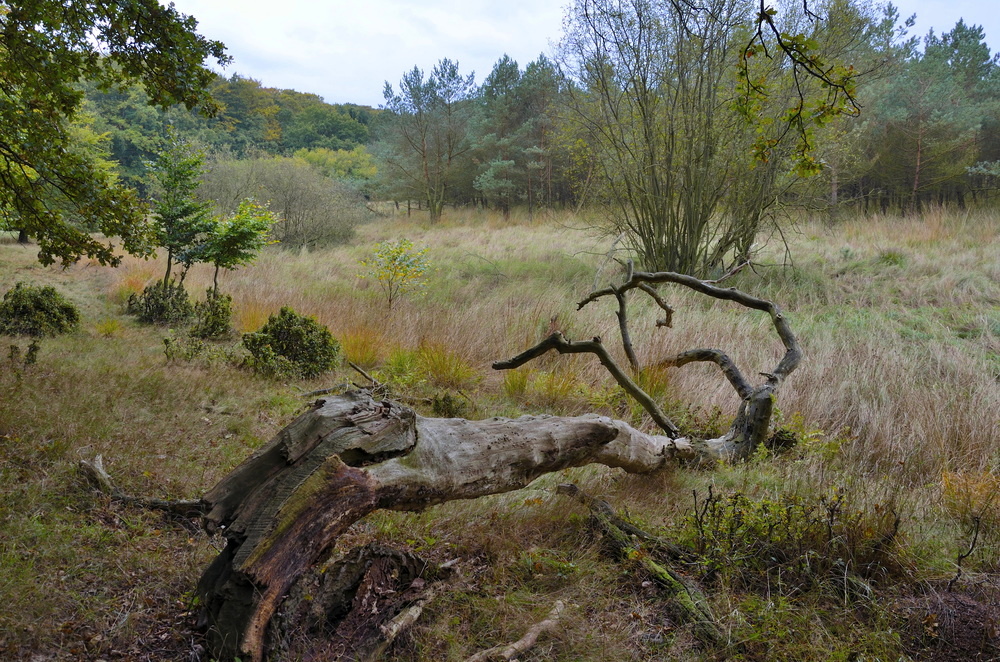 Herbstfarben am Mooresrand