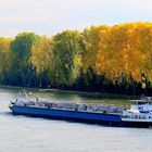 Herbstfarben am Rhein