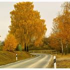 Herbstfarben am Solling-Rand.