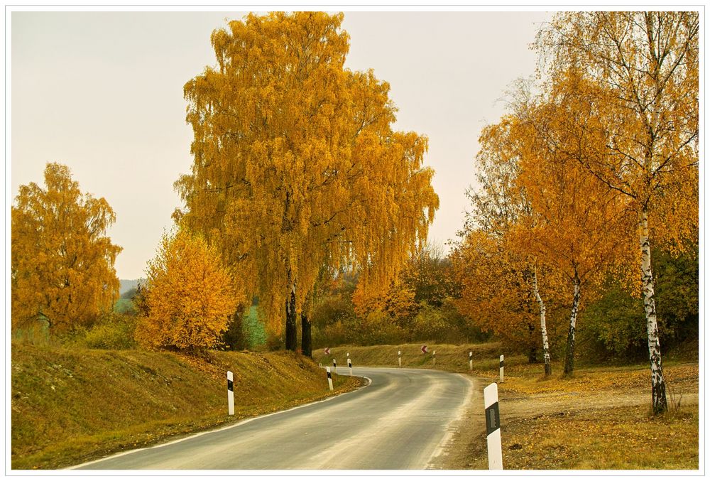 Herbstfarben am Solling-Rand.