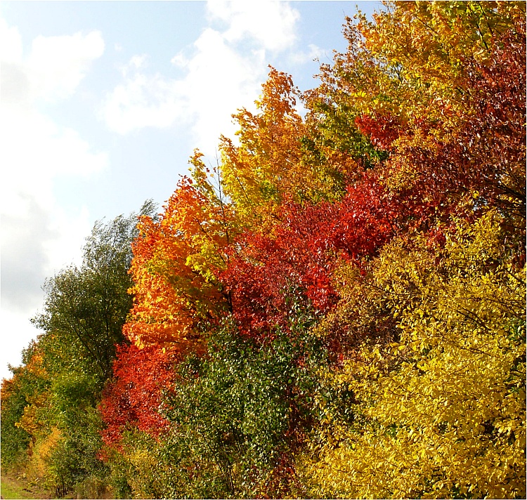 Herbstfarben am Strassenrand