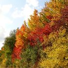 Herbstfarben am Strassenrand