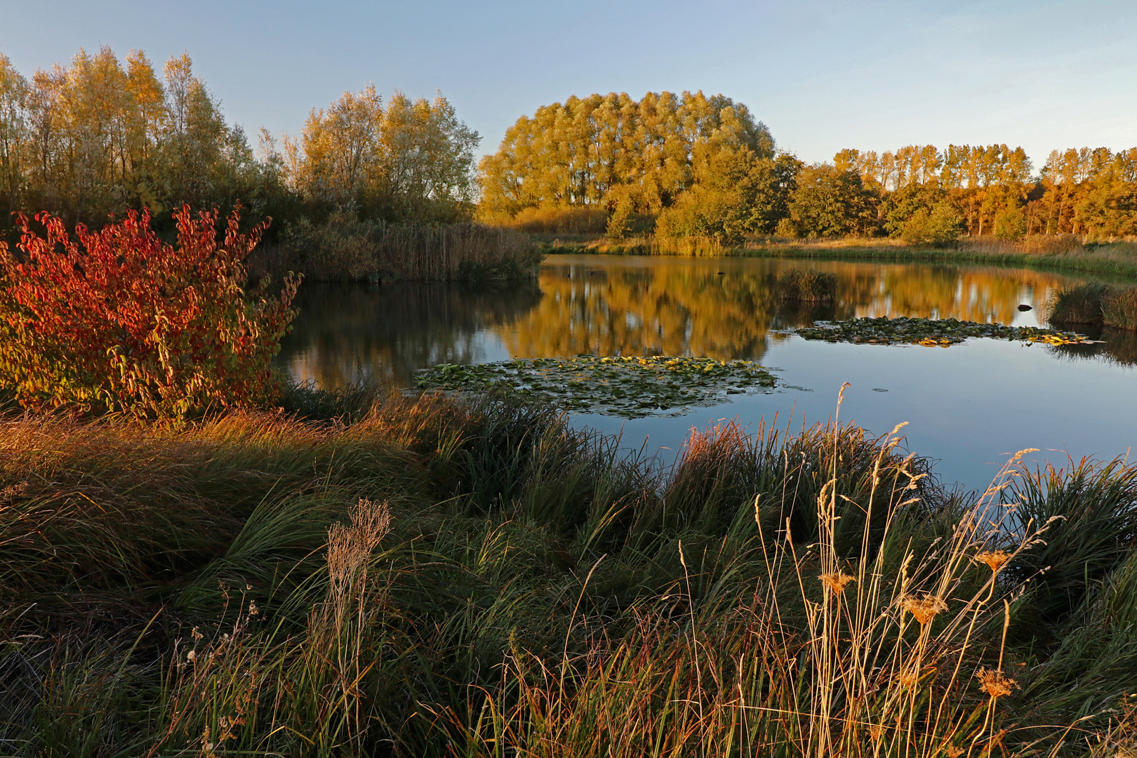 Herbstfarben am Teich