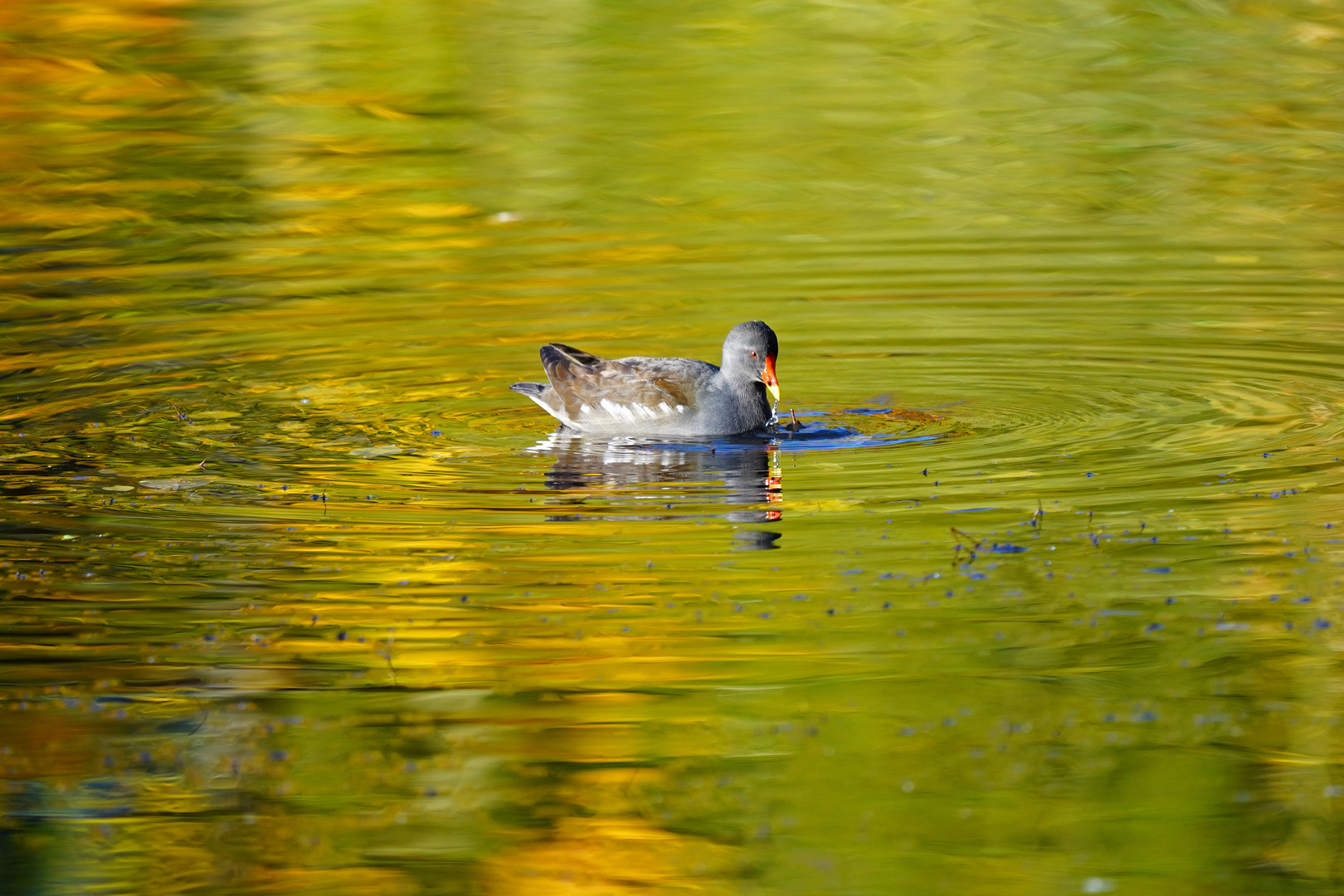 Herbstfarben am Teich