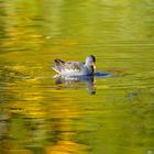 Herbstfarben am Teich