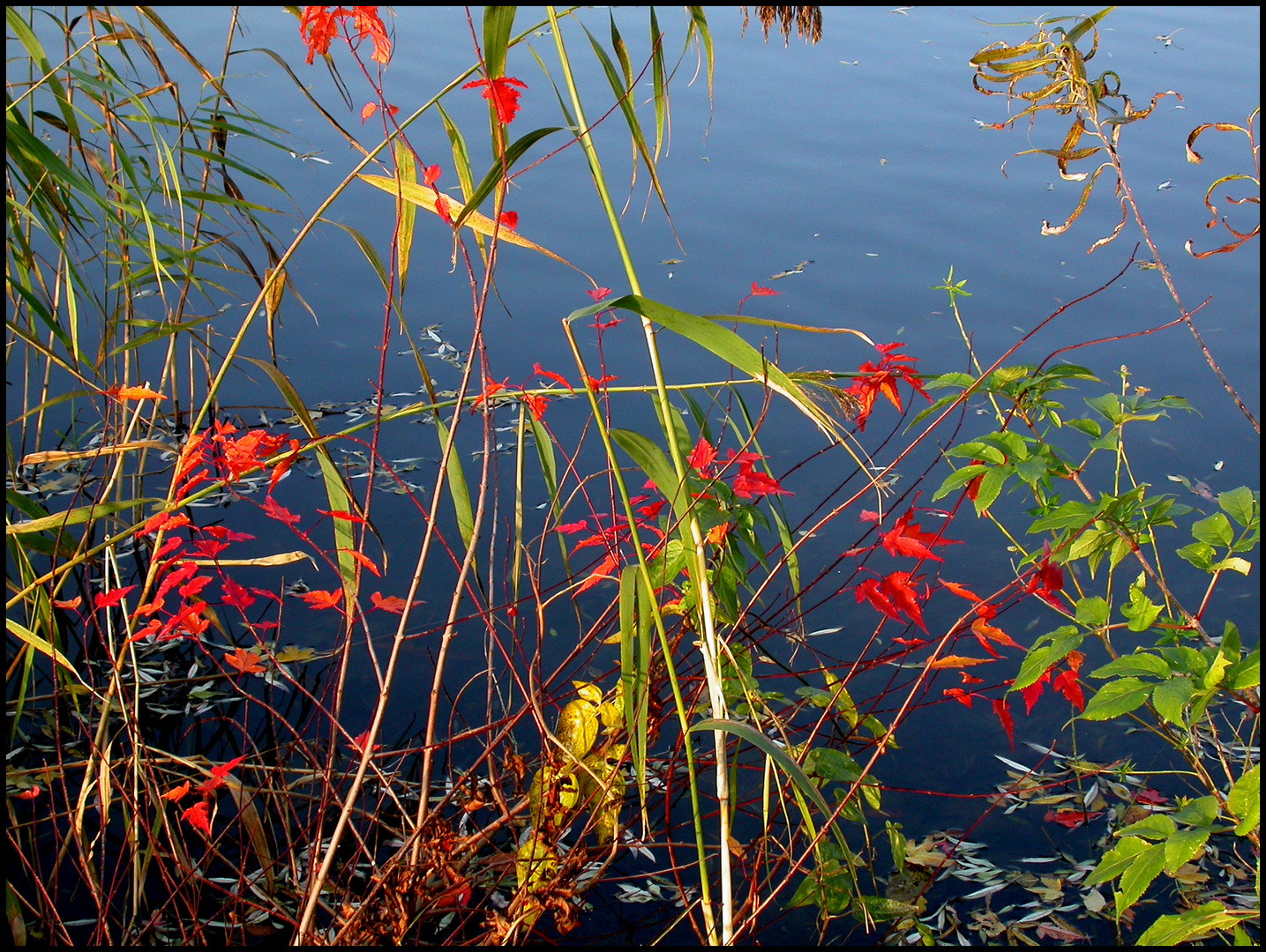 Herbstfarben am Ufer