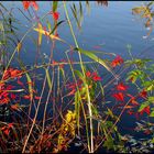 Herbstfarben am Ufer