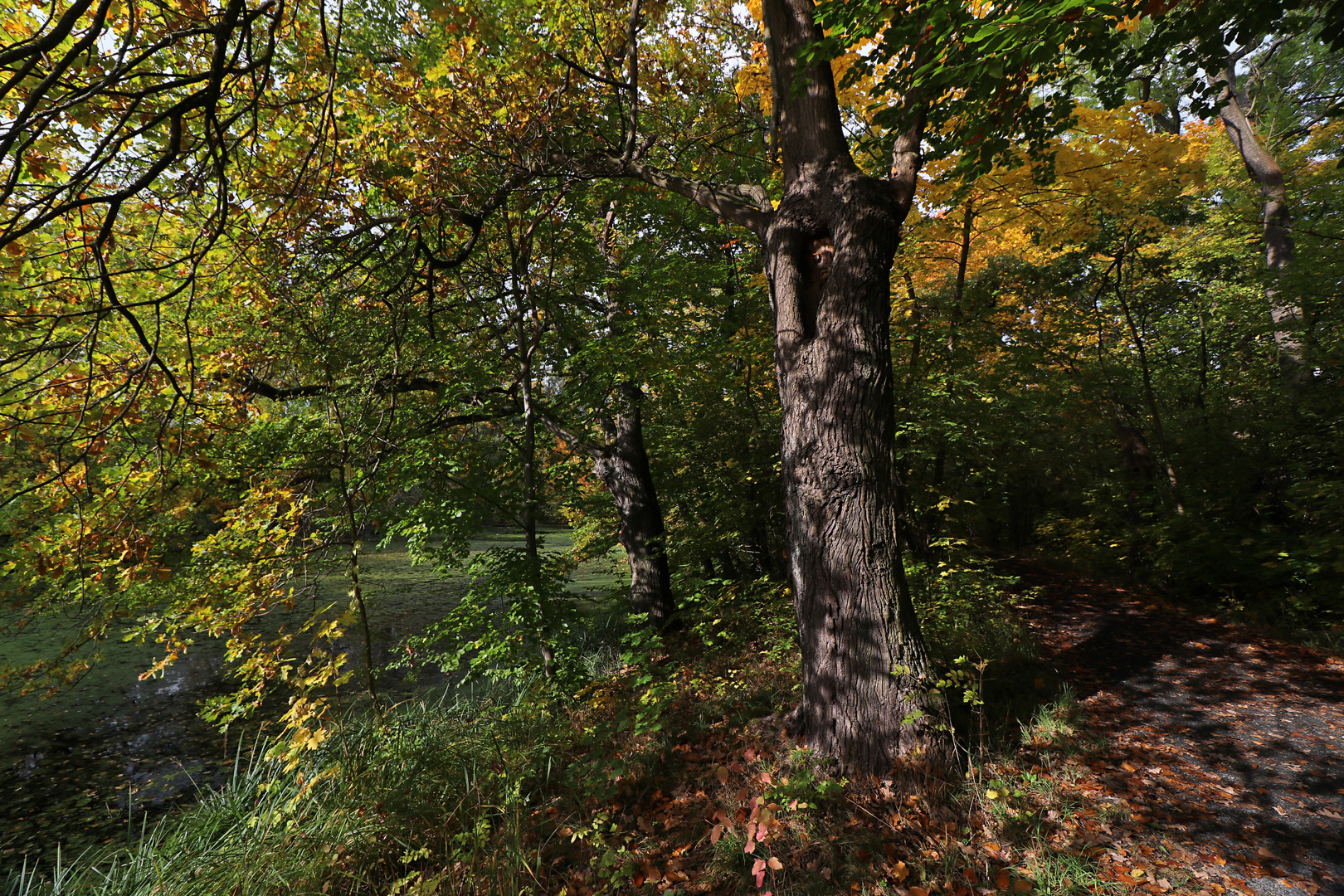 Herbstfarben am Ufer