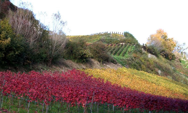 Herbstfarben am Vully