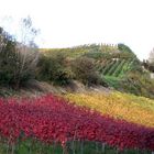 Herbstfarben am Vully