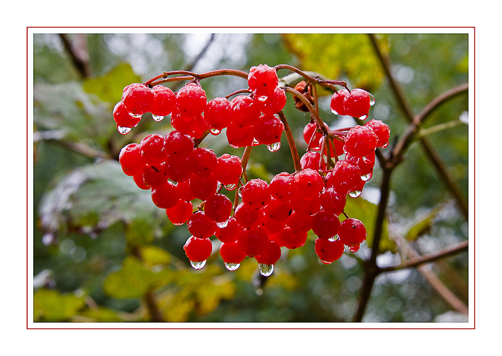 Herbstfarben am Waldrand