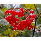 Herbstfarben am Waldrand