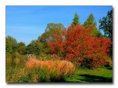 Herbstfarben am Weiher I