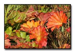 Herbstfarben am Weiher II