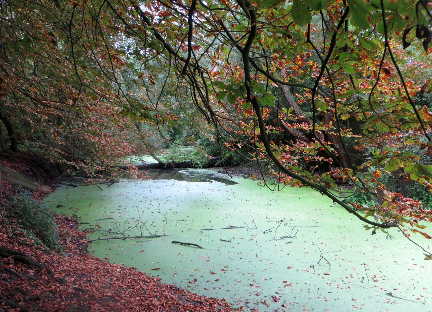 Herbstfarben an der alten Leine