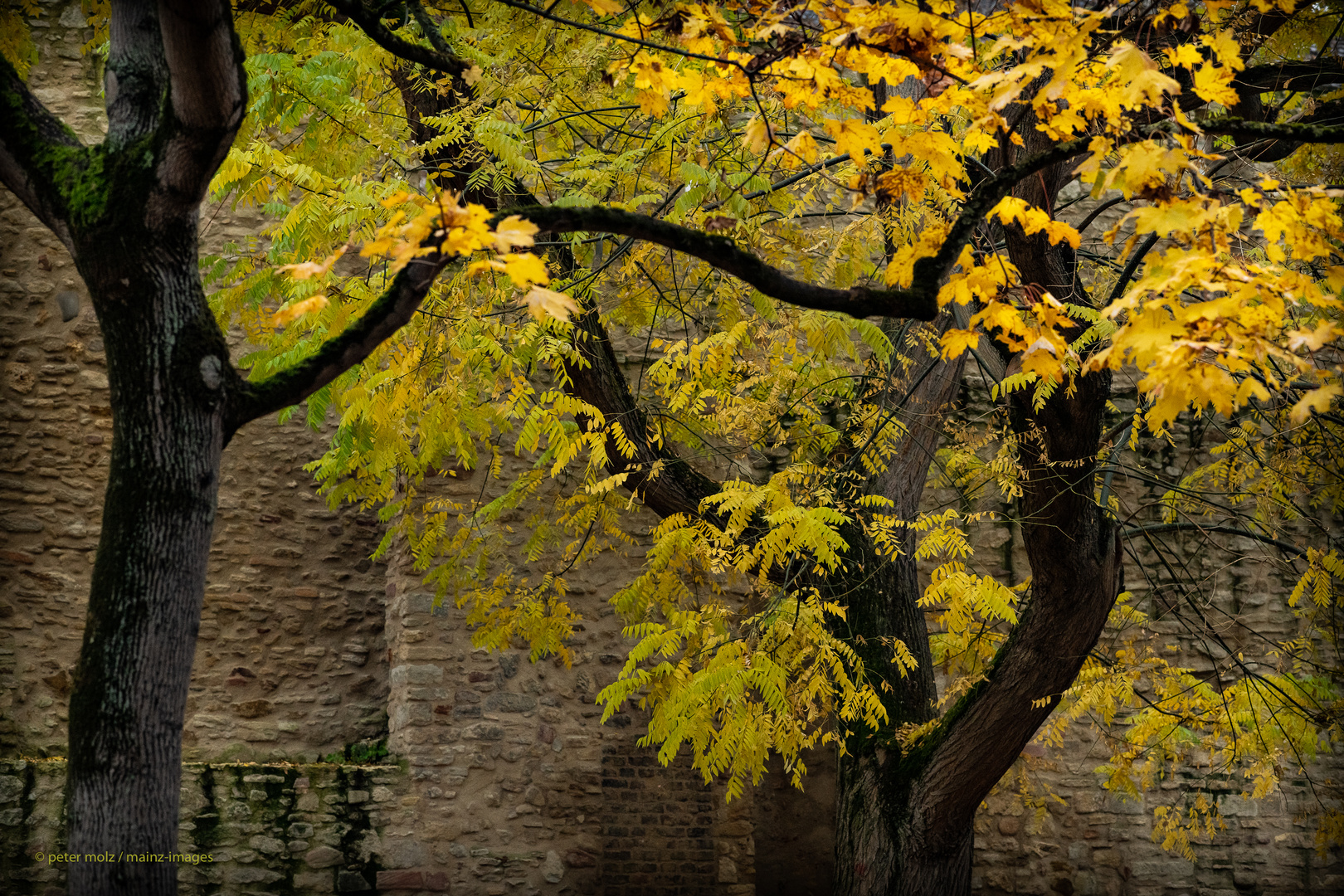 Herbstfarben an der alten Stadtmauer - Mainz | November 2021