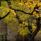 Herbstfarben an der alten Stadtmauer - Mainz | November 2021