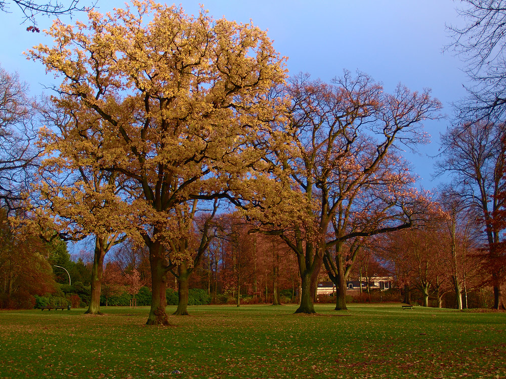 Herbstfarben an der Elbchaussee