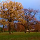 Herbstfarben an der Elbchaussee