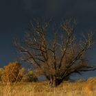 Herbstfarben an der Elbe 