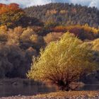 Herbstfarben an der Elbe 